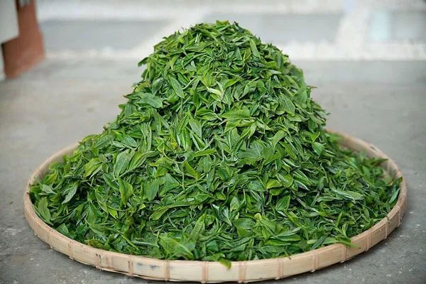 开博体育茶说丨寻味沪上“茶香”