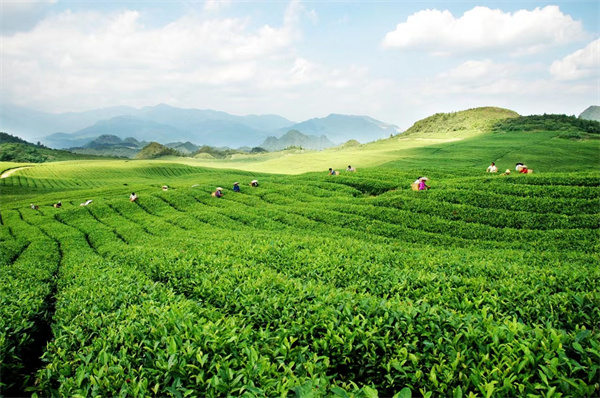 茶叶茶叶的功效与作用_中药茶叶_茶叶是什么_茶叶的用法用量_A+医学百科