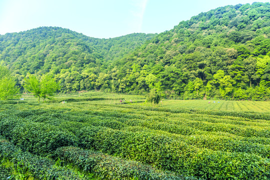 山东一杯香茶业有限公司