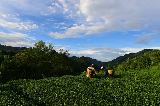 茶的渊源