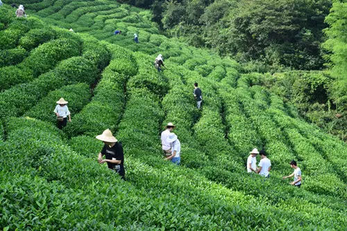 开博体育十大茶叶厂家-茶叶品牌排行榜前10名-茶叶十大品牌-Maigoo品牌榜