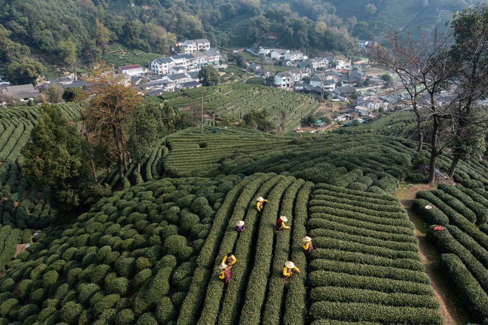 市面上哪些品牌的茶叶最好？