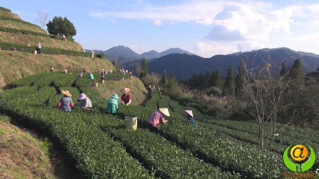 马坑乡：茶叶成为“致富叶” 村民生活节节高(图1)