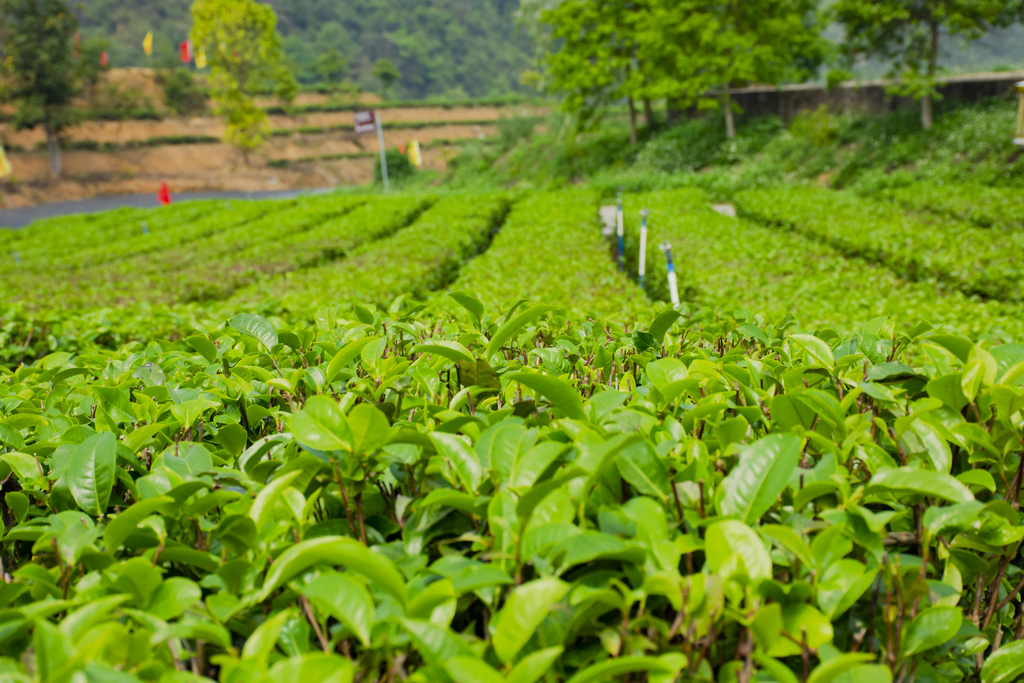 原来茶叶有这么多种类？六大茶类你都喝过吗？