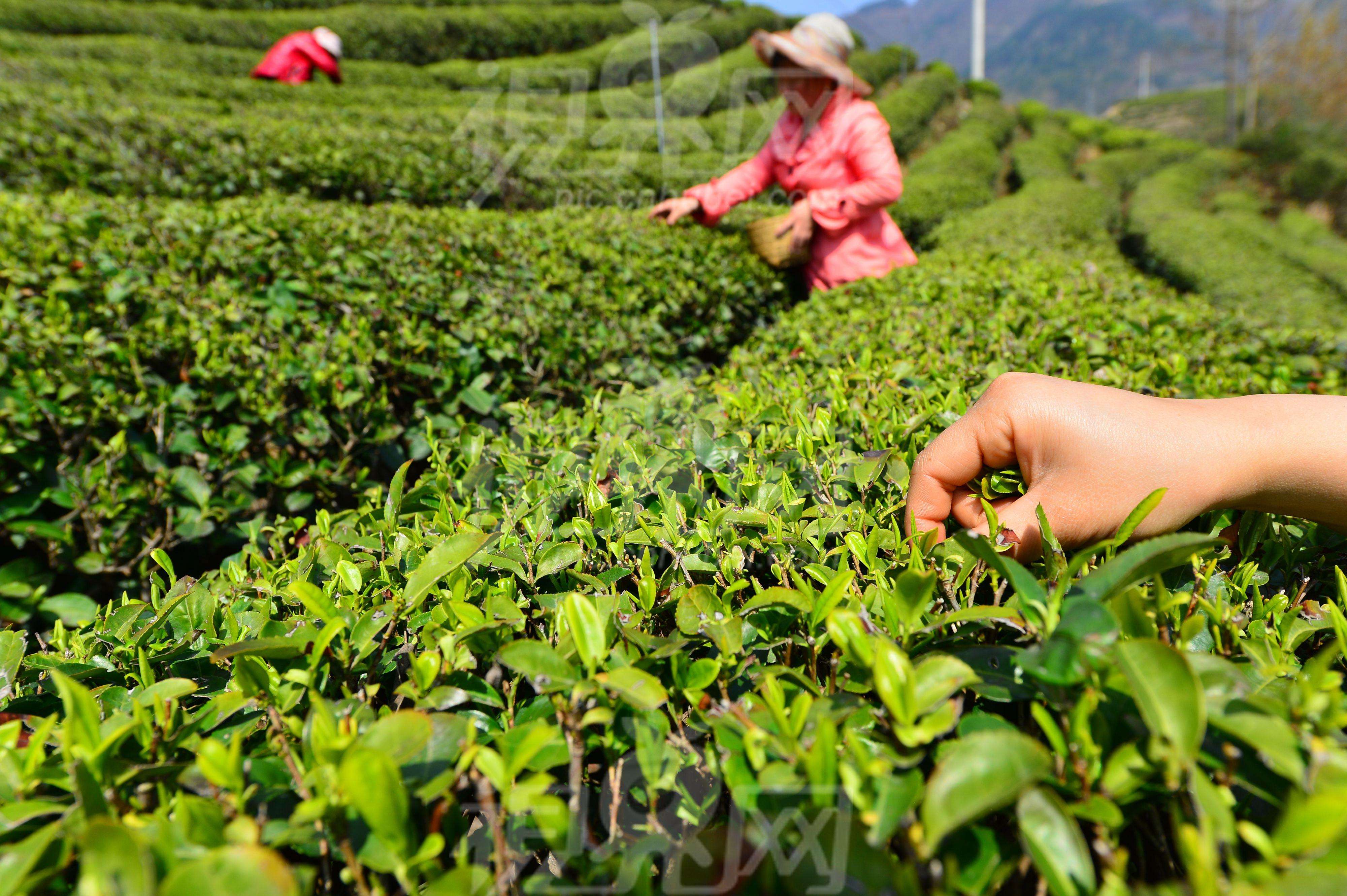 开博体育茶当饭？就是这么香！开博体育官网入口