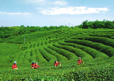 茶叶专家踏看开博体育官网入口茶园忙