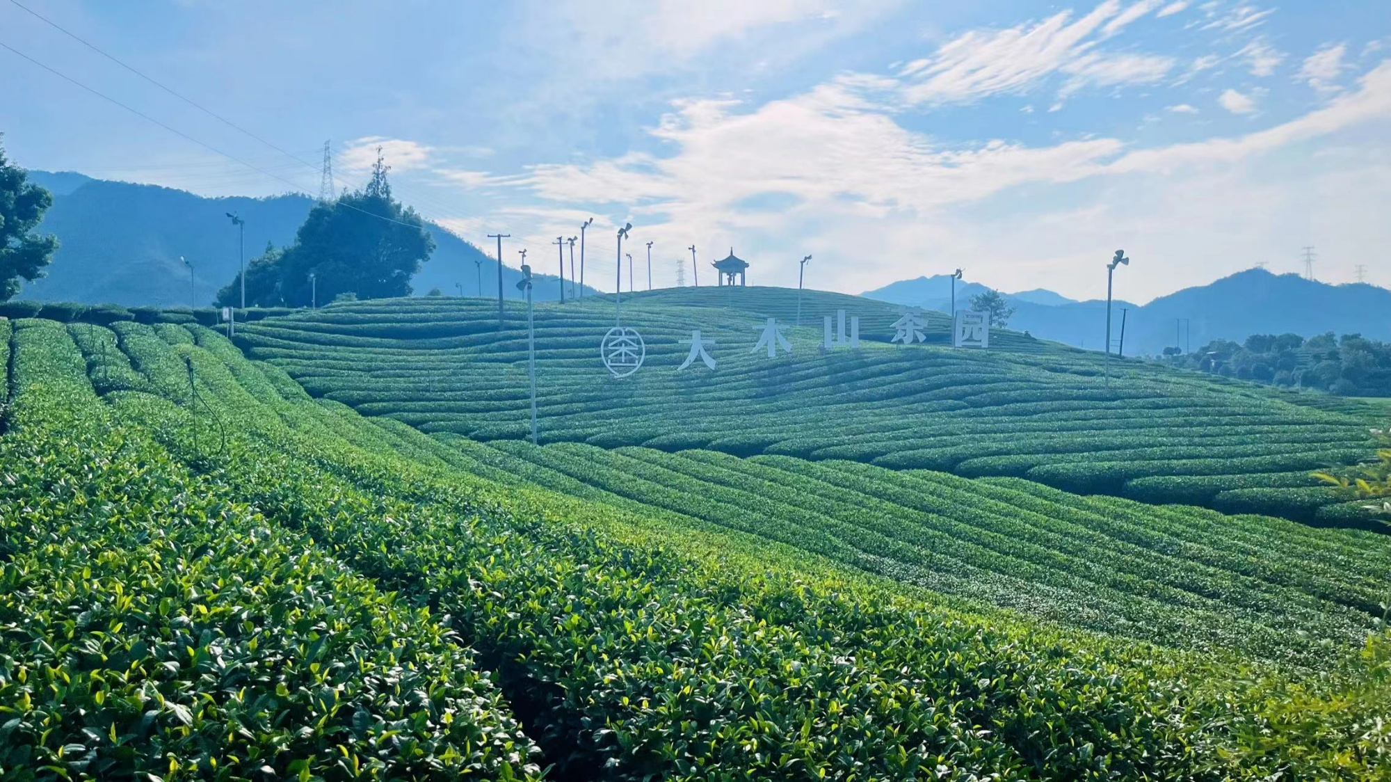 黟县西递镇：西递荒野茶抢“鲜”开采