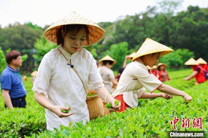 广东英德超17万亩茶园迎来“头采”季(图2)