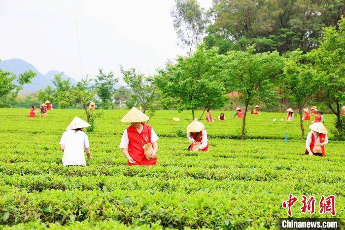 广东英德超17万亩茶园迎来“头采”季(图3)