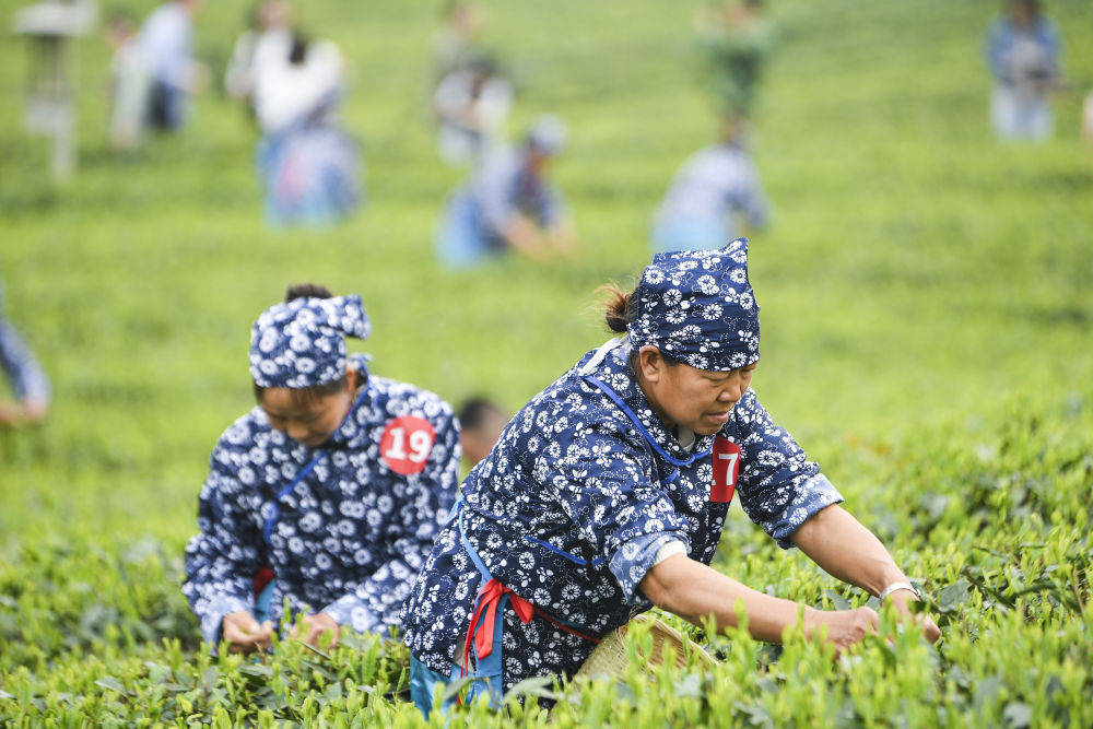 开博体育官方app开博体育茶园里的新茶事——茶产业多元发展观察(图1)