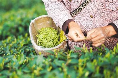 春茶正飘香_人民_茶叶_图片开博体育官网入口开博体育官方app(图5)